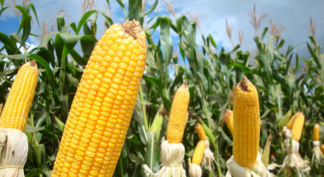 ComeÃ§a no Mato Grosso o plantio da segunda safra de milho