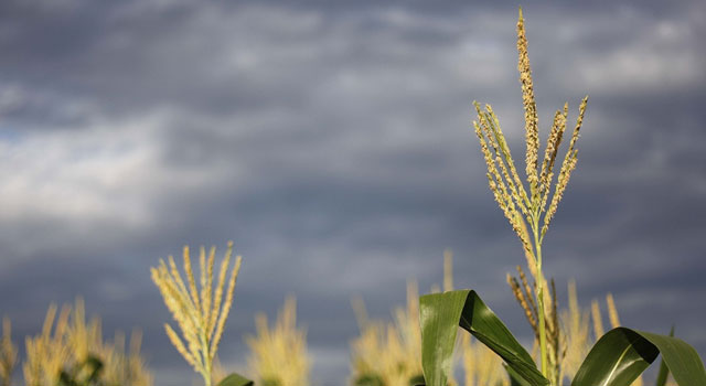 Cultivo de milho sofre com falta de chuva no Sudeste