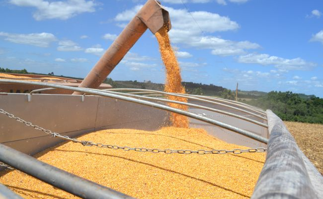 Colheita do milho atinge 17% da Ã¡rea no RS